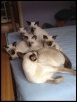 Mizuki & Flint kittens (5) born 14 April 2015